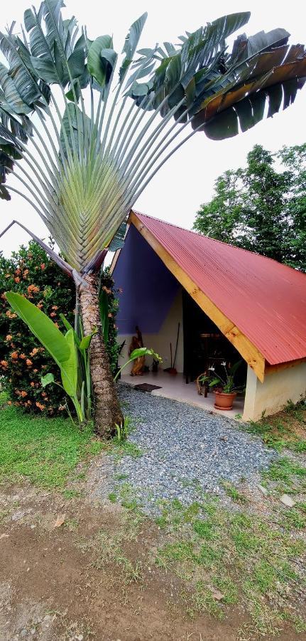 Ballena Oasis Homes & Glamping Uvita Exterior foto