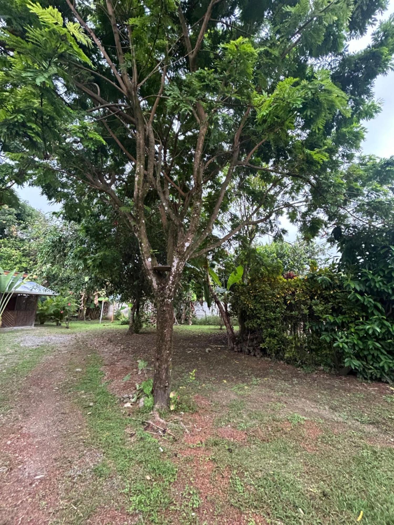 Ballena Oasis Homes & Glamping Uvita Exterior foto
